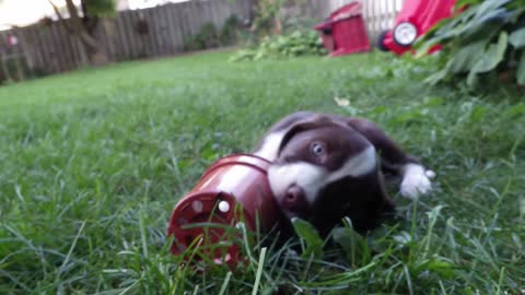 TUBBY PUPPY BUCKET HEAD