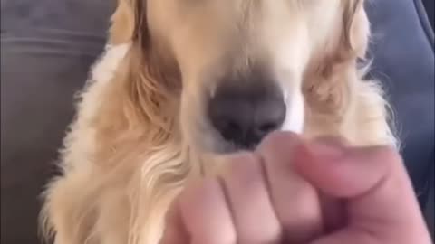 Than the middle finger, the dog's reaction