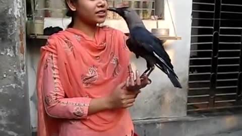 trained crow amazing telnet with girl