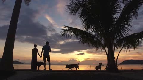 couple in love at sunset among palm trees on the beach with dogs