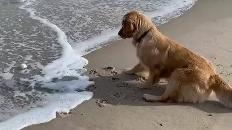 Good boy doesn't like to get his paws wet