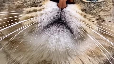 Cat shouting meow 😍