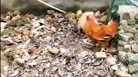 The Goddess Made Chicken Vs Dog Fight - Funny Dog Fight Videos