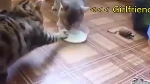 Before And After Marriage Funny Cat Fight
