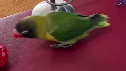 Unveiling the Astonishing Intelligence of our Smart Parrot