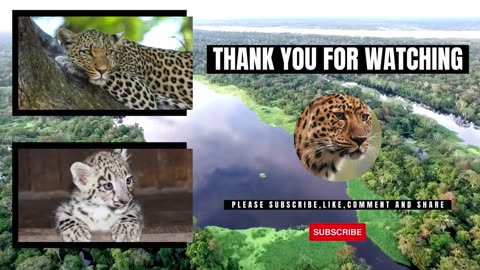 Leopard Safari 🐆🌳🌄 Captivating Encounters Video Compilation of God's Animals