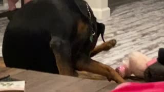 My dog is licking there butt