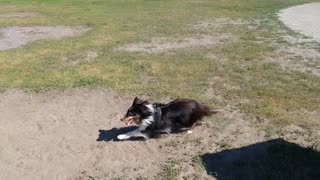 Sheltie running