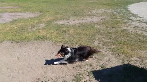 Sheltie running