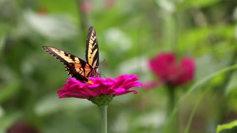 Butterfly in Ziniya flower