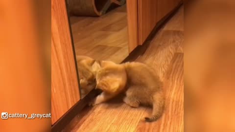 Adorable Kitten Wants To Play With Mirror Reflection