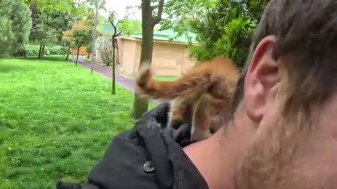 Two Tiny Orange Kittens Cry for Help on a Rainy Day