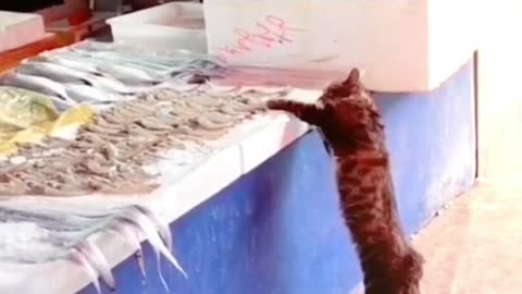 A cat steals fish from the seller. See what you did