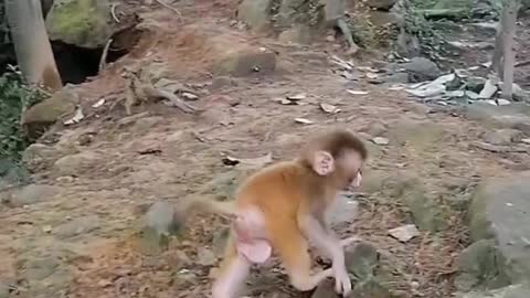 The little monkey's friend asked his mother to breastfeed, and he went home to find his mother