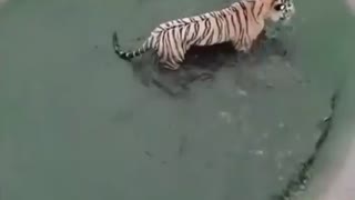 Tiger vs. Duck funny video