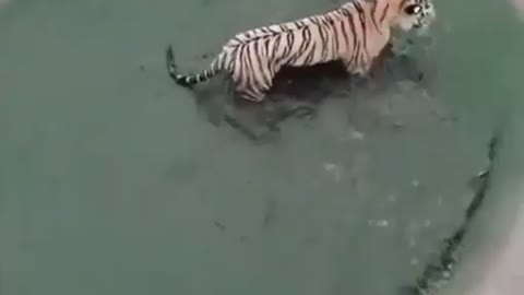 Tiger vs. Duck funny video