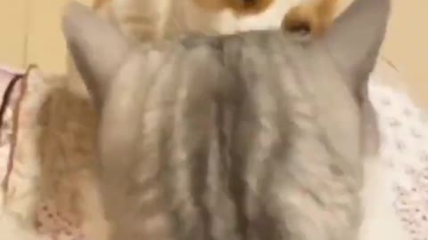 Cat using dog as punching bag
