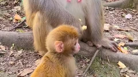 Baby monkey cute animals #2