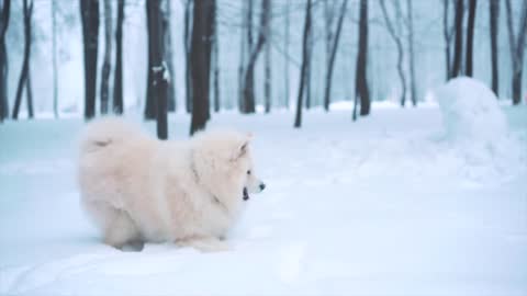 snow wolf, my cute little animal, with white fur
