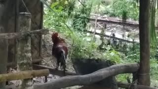 Chickens Found Shelter