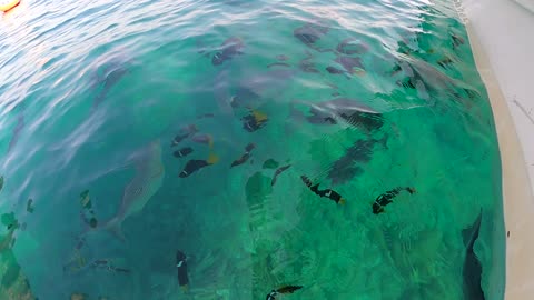 The fish of Mismaloya in Puerto Vallarta