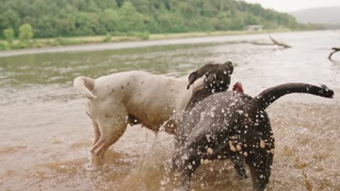 Dog vs Dog fight Dog against dog dogs fight