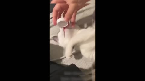 Chuckles and Fluff: A Hilarious Animal Antics Compilation