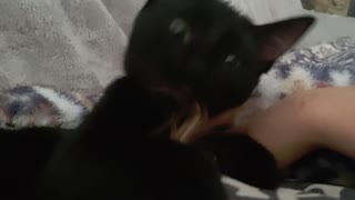 My Cat Thinks Hair is Delicious