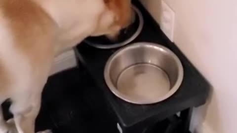 Dog Can't Contain His Excitement for His Favorite Food