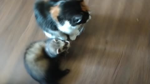 Ferret attacks unexpecting cat