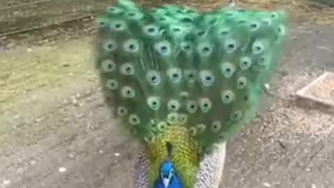 Peacock 🦚 feather swinging scene