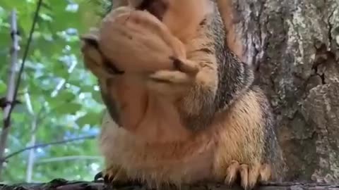 beautiful animal squirrel of nature