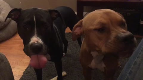 Dog tongue smacking after eating peanut butter