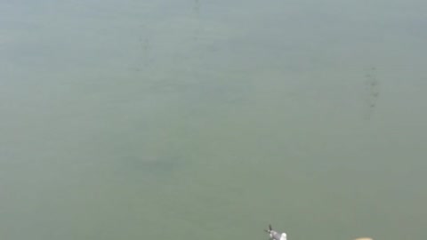 Check Out The Accuracy and Speed of Seagulls picking Up Food