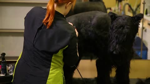 A professional groomer in my shop cuts a large black Terrier with clippers hair. Shop dogs