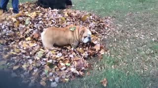Doggy Plays Hide and Seek in Leaf Pile