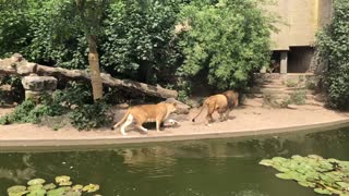 Heron Ambushed by Lion while Hunting for Fish