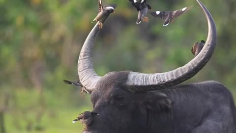 Buffalo in open nature with its guest