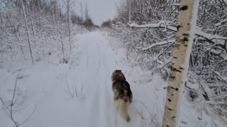 Husky playing in Snow Huskies