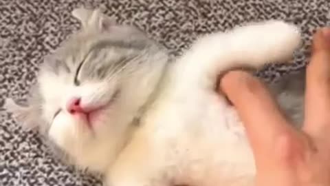 Mama Cat Takes Back Crying Kitten From Toddler