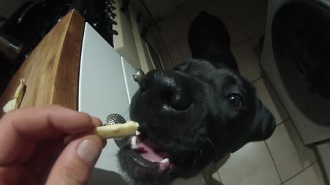 Dog eating butter in slow mo