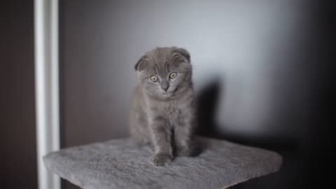 Playful inquisitive Scottish fold kitten grey