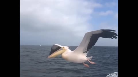 pelican gets a treat