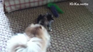 Furry dog and kitten play fight on rug