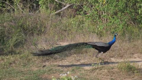 Peacock sound and walk in the forest | Indian Peacock calling | Peacock voice