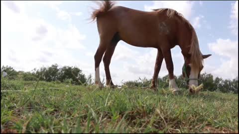 Horses Eating Grass 🐎 !!Horses Group!!🙃🙂