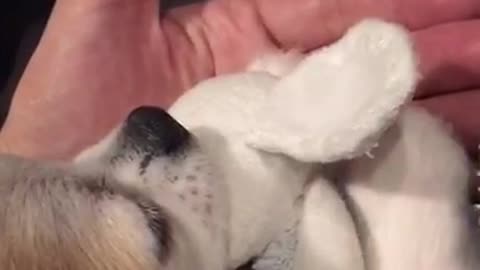 Doggy's hand massage