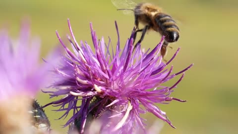 Bee on Violet Thistle Flower Gather Nectar