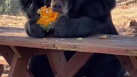 Bear Sits at Picnic Table Like Human