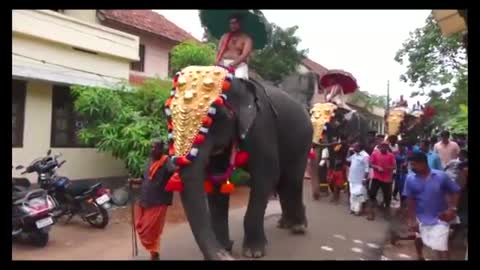 Elephant Attack in Kerala 2017 [SiGator]
